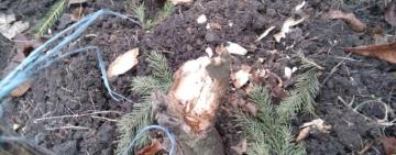 В Болградському районі 13-річний хлопець спиляв та викрав блакитну ялинку прямо в центрі міста